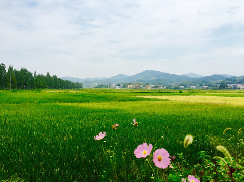 田园风光