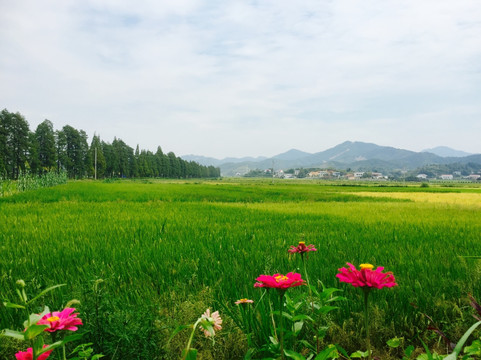 田园风光