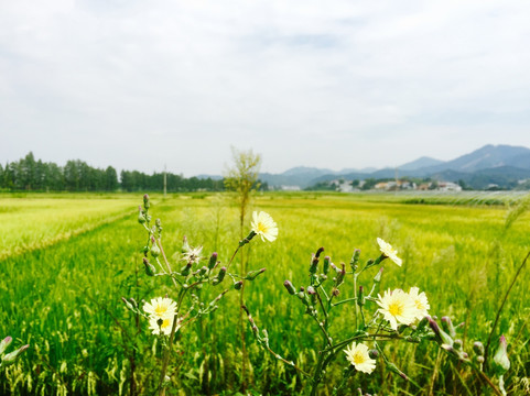 希望的田野