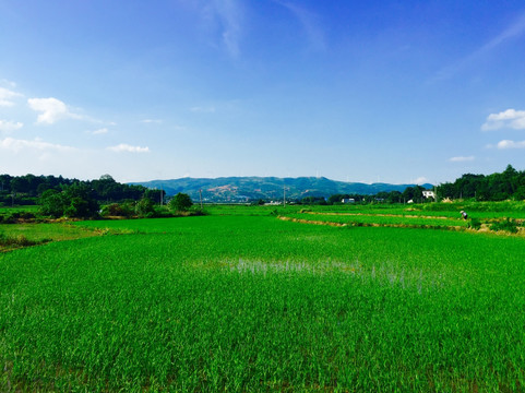 绿油油的稻田