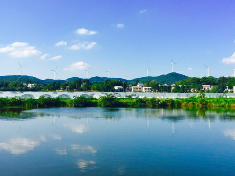 绿油油的稻田