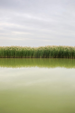 宁夏沙湖芦苇荡