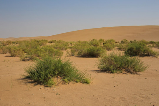 戈壁沙漠中的绿色耐旱植物