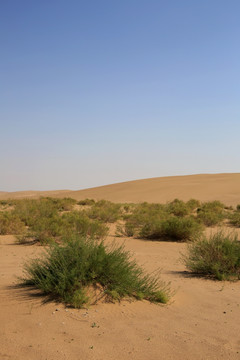 沙漠植物耐旱植物柠条