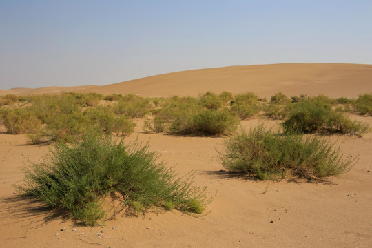 沙漠中的耐旱植物柠条