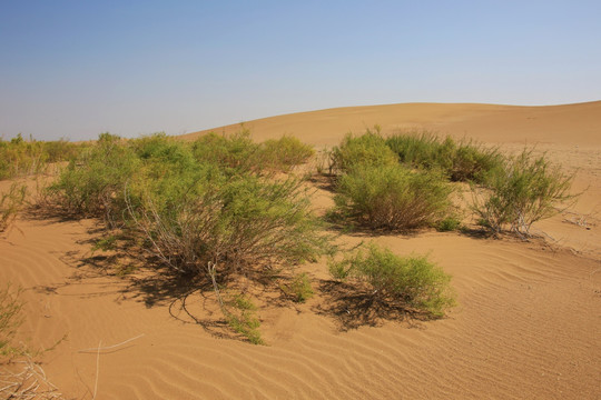 沙漠沙丘耐旱植物柠条