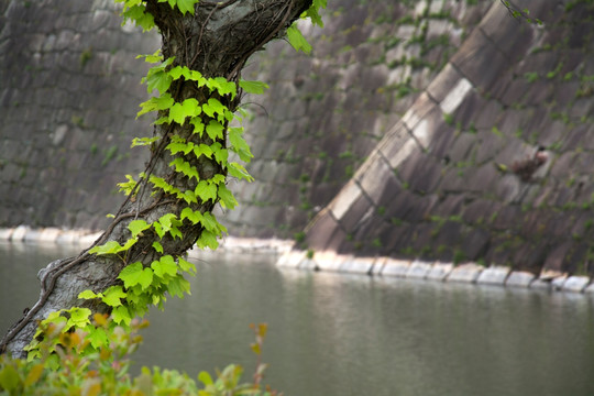 大阪城古城墙