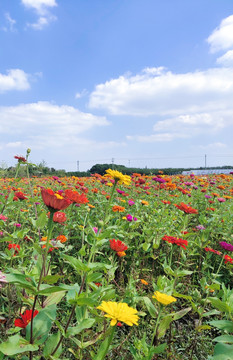 花海