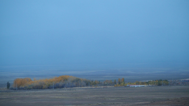 新疆阿勒泰戈壁滩上的白桦林