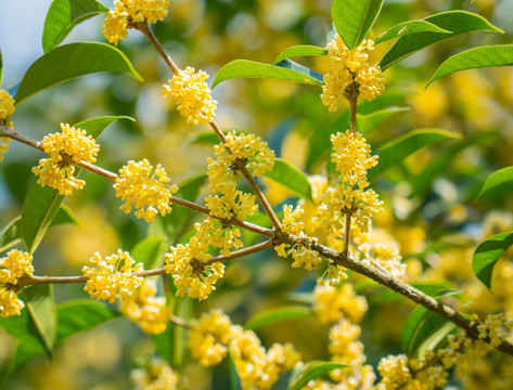 桂花枝