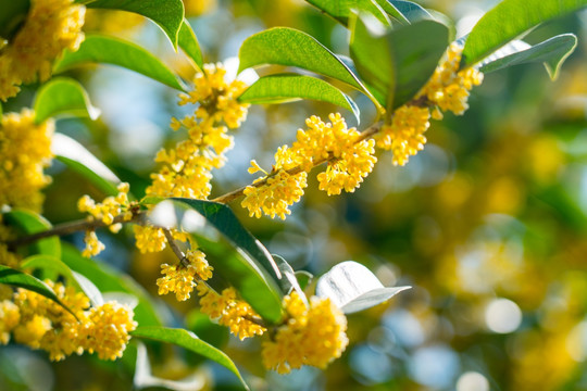 桂花树