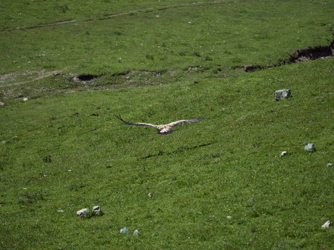 循化县牧区的秃鹫