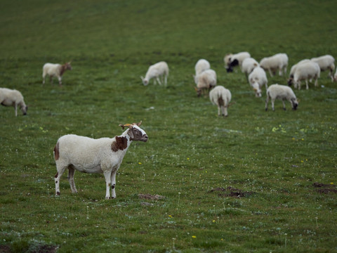 循化县牧区的羊群