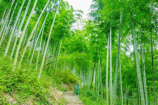 山间小路