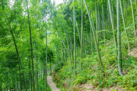 山间小路