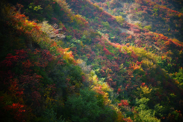 秋色彩林