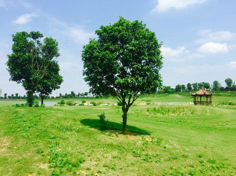 高尔夫景观