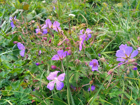 一丛草原野花的紫色花朵