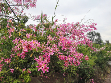 紫荆花