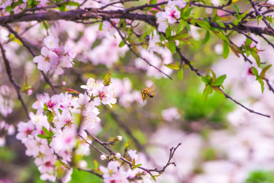 蜜蜂桃花