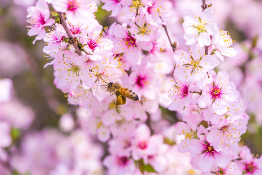 蜜蜂桃花