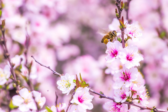 蜜蜂桃花