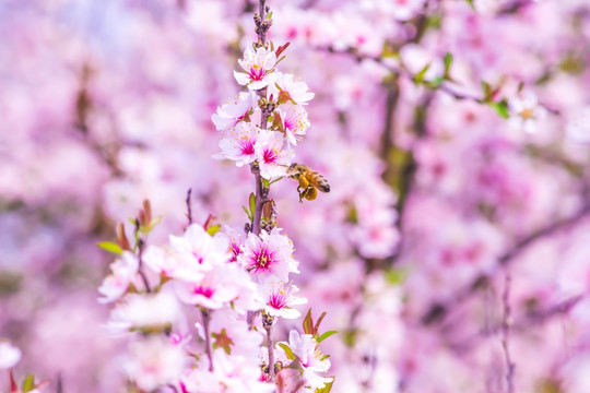 蜜蜂桃花