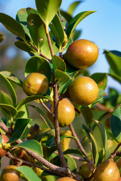 茶油树