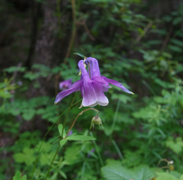 耧斗花