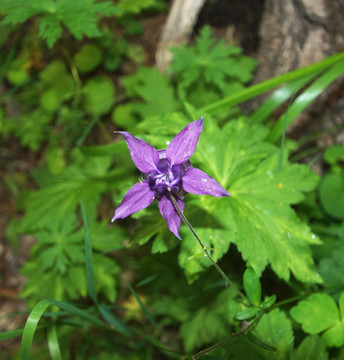 紫花耧斗