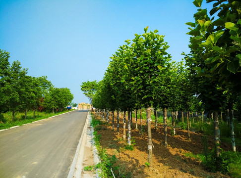 道路