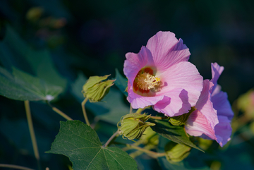 木芙蓉 花