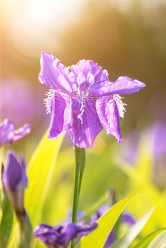 鸢尾花