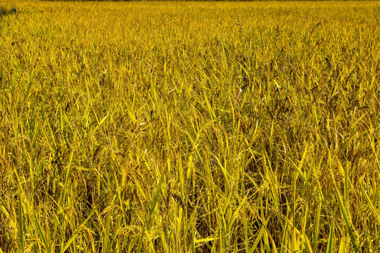 金黄色稻田