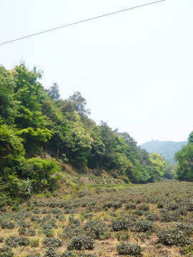 杭州龙井村