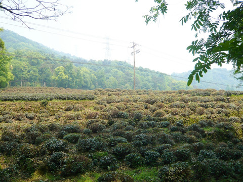 杭州龙井村