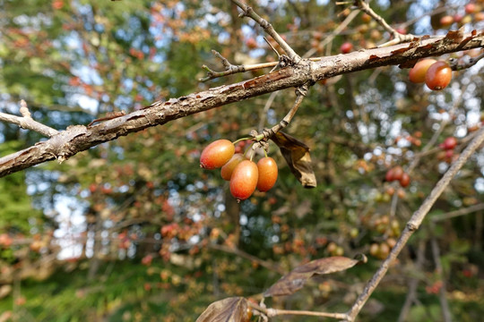 山茱萸果实