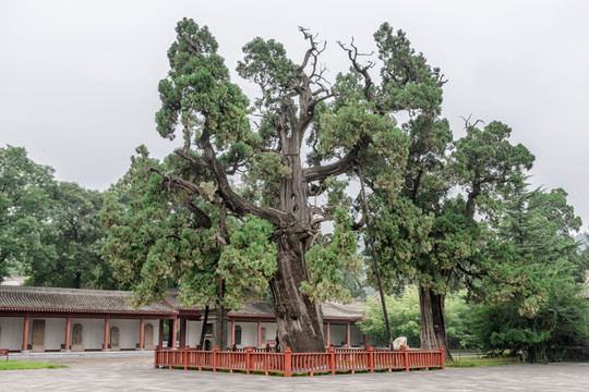 黄帝手植柏