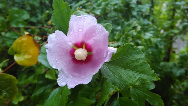 木槿花