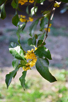 桂花花枝