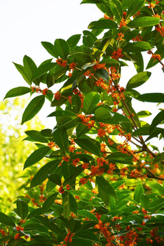 桂花满枝