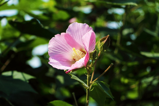 木芙蓉