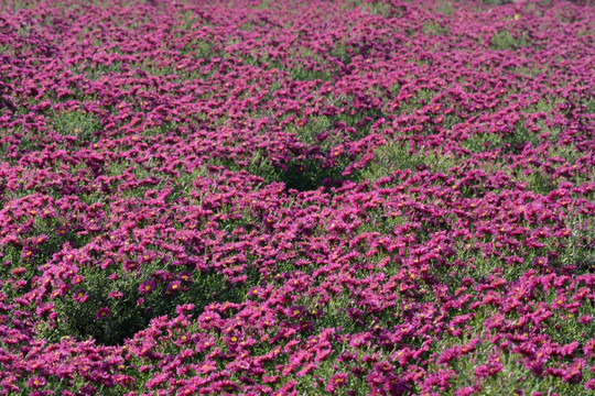 小菊花