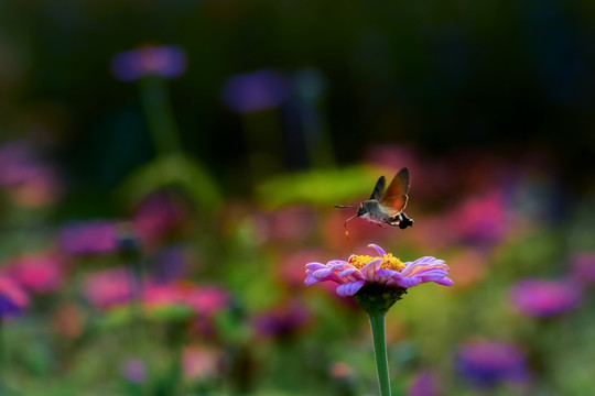 蜂鸟鹰蛾