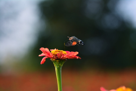 昆虫与花