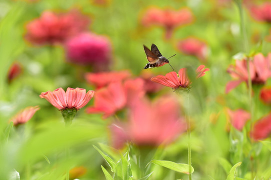 花与蜂鸟鹰蛾