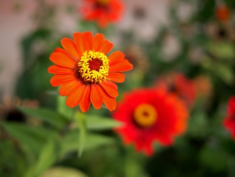 橙红色百日菊花蕊特写