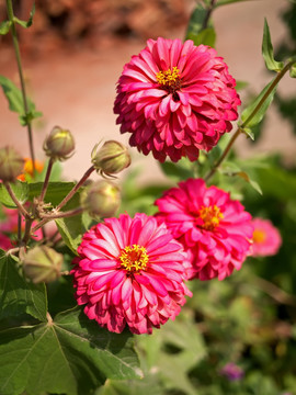 三朵百日菊