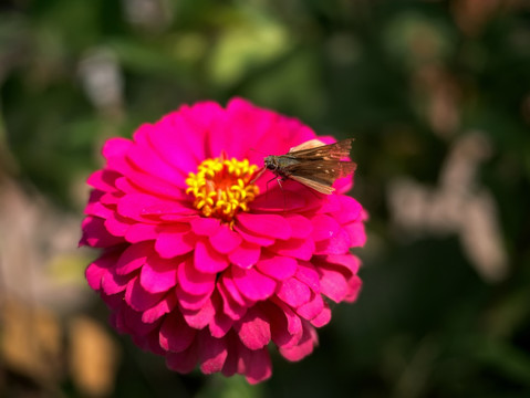 玫红色百日菊和中华谷弄蝶