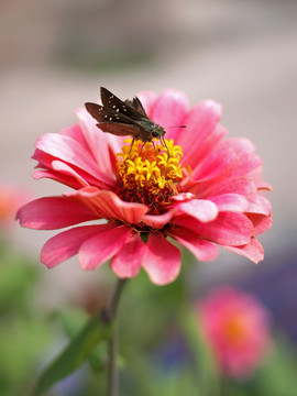 粉红色百日菊和中华褐弄蝶